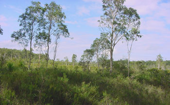 Heide mit Studienpflanze Hakea