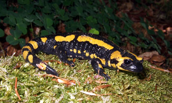 Feuersalamander