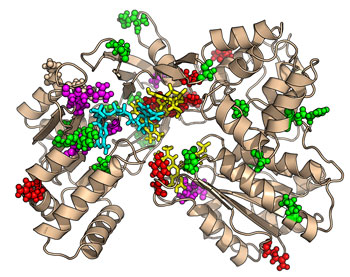 Modell des Proteins P450 Oxidoreduktase