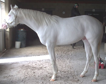 Weisses arabisches Vollblut-Pferd