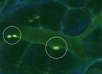 Mikroskopisches Bild von Stammzellen