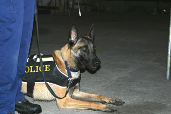 Schäferhund