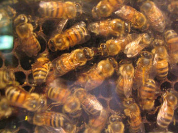 Bienen im Stock