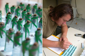 Im Glas gefangene Bienen im Labor, daneben ein Foto von Christoph Grüter bei der Arbeit