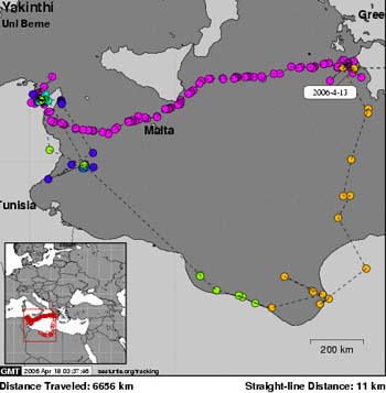 Ausschnitt Landkarte Mittelmeer mit Punkten, die den Weg der Karettschildkröte durchs Mittelmeer aufzeigen