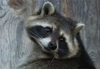 Waschbär