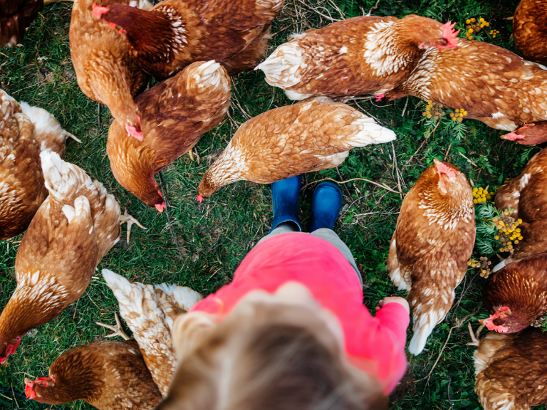 Anzeiger-Video Huhn, Mensch und Umwelt