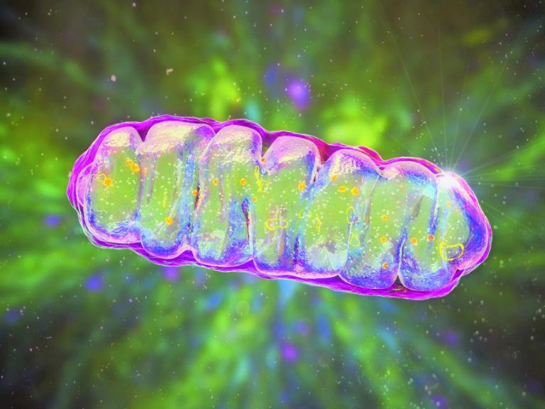 Mitochondrium
