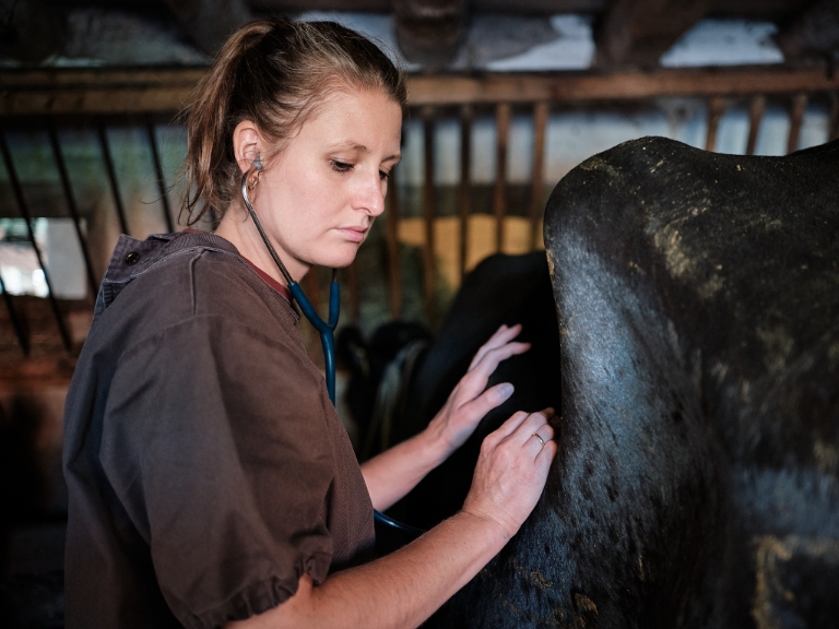 A visit to the cowshed with the veterinarians from the Ruminant Clinic