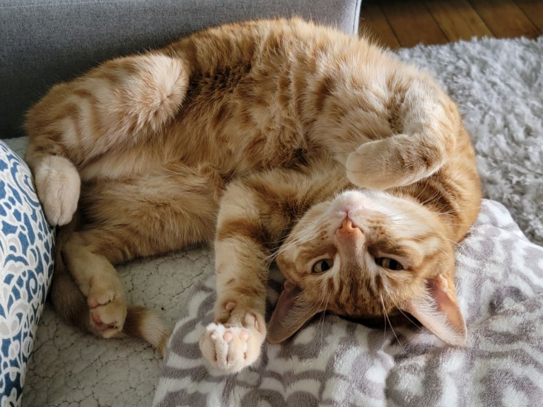 Hauskatzen als Schlüssel zum Verständnis von Brustkrebs