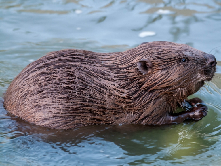 Wie Biber zum Klimaschutz beisteuern