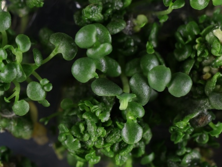 Succulents as role models: new opportunities for plants under drought?